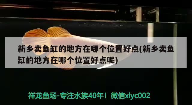 新乡卖鱼缸的地方在哪个位置好点(新乡卖鱼缸的地方在哪个位置好点呢) 黑桃A鱼