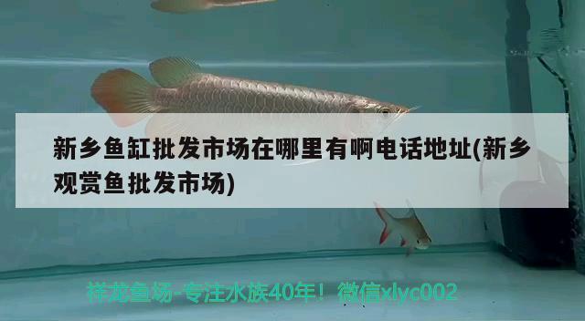 新乡鱼缸批发市场在哪里有啊电话地址(新乡观赏鱼批发市场) 观赏鱼批发