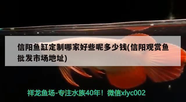 信阳鱼缸定制哪家好些呢多少钱(信阳观赏鱼批发市场地址) 观赏鱼批发