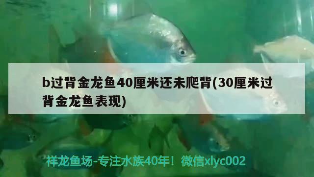 b过背金龙鱼40厘米还未爬背(30厘米过背金龙鱼表现) 过背金龙鱼