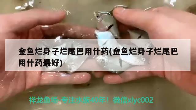 金鱼烂身子烂尾巴用什药(金鱼烂身子烂尾巴用什药最好)