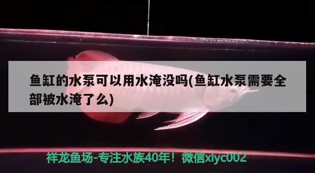 鱼缸的水泵可以用水淹没吗(鱼缸水泵需要全部被水淹了么)