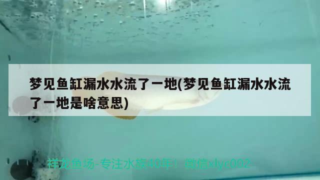 梦见鱼缸漏水水流了一地(梦见鱼缸漏水水流了一地是啥意思)