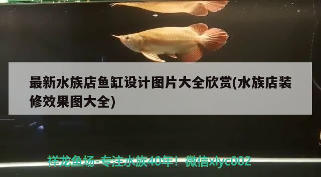 最新水族店鱼缸设计图片大全欣赏(水族店装修效果图大全)