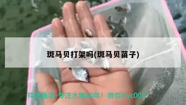 斑马贝打架吗(斑马贝苗子) 观赏鱼