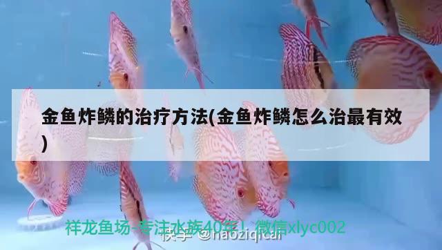 金鱼炸鳞的治疗方法(金鱼炸鳞怎么治最有效) 观赏鱼