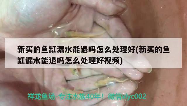 新买的鱼缸漏水能退吗怎么处理好(新买的鱼缸漏水能退吗怎么处理好视频)