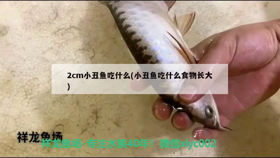 2cm小丑鱼吃什么(小丑鱼吃什么食物长大) 海水鱼