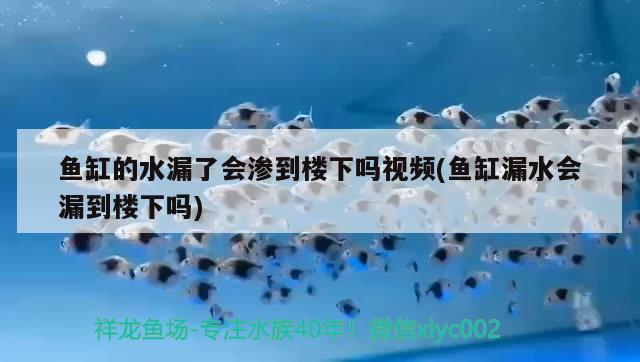 鱼缸的水漏了会渗到楼下吗视频(鱼缸漏水会漏到楼下吗) 一眉道人鱼苗