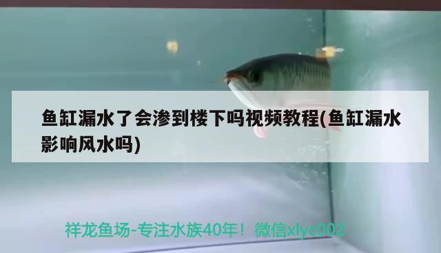 鱼缸漏水了会渗到楼下吗视频教程(鱼缸漏水影响风水吗) 鱼缸风水