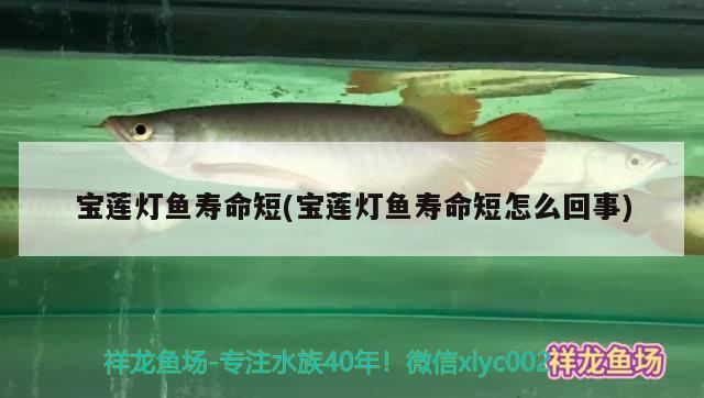 宝莲灯鱼寿命短(宝莲灯鱼寿命短怎么回事) 观赏鱼 第2张