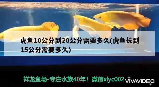 虎鱼10公分到20公分需要多久(虎鱼长到15公分需要多久) 虎鱼百科