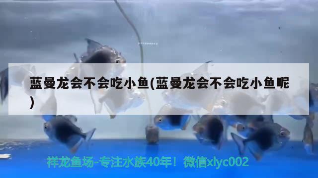 蓝曼龙会不会吃小鱼(蓝曼龙会不会吃小鱼呢)