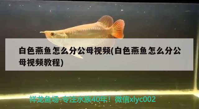 白色燕鱼怎么分公母视频(白色燕鱼怎么分公母视频教程) 观赏鱼