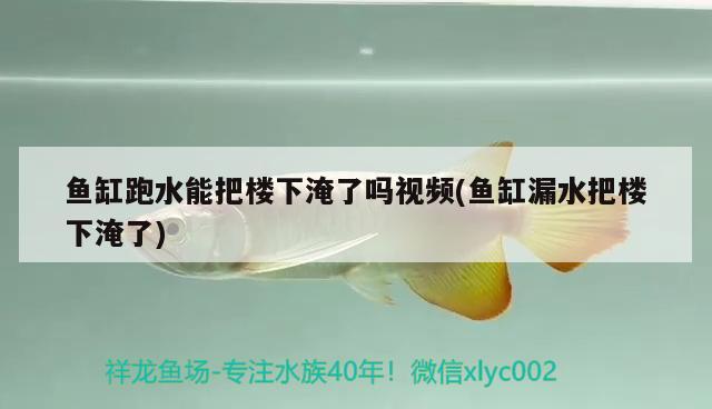 鱼缸跑水能把楼下淹了吗视频(鱼缸漏水把楼下淹了) 斑马狗头鱼