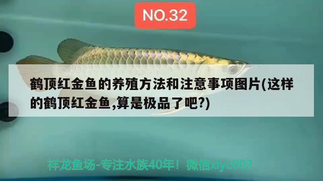 鹤顶红金鱼的养殖方法和注意事项图片(这样的鹤顶红金鱼,算是极品了吧?)