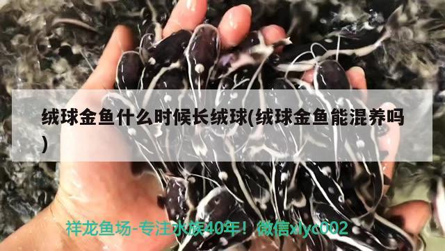 绒球金鱼什么时候长绒球(绒球金鱼能混养吗) 观赏鱼