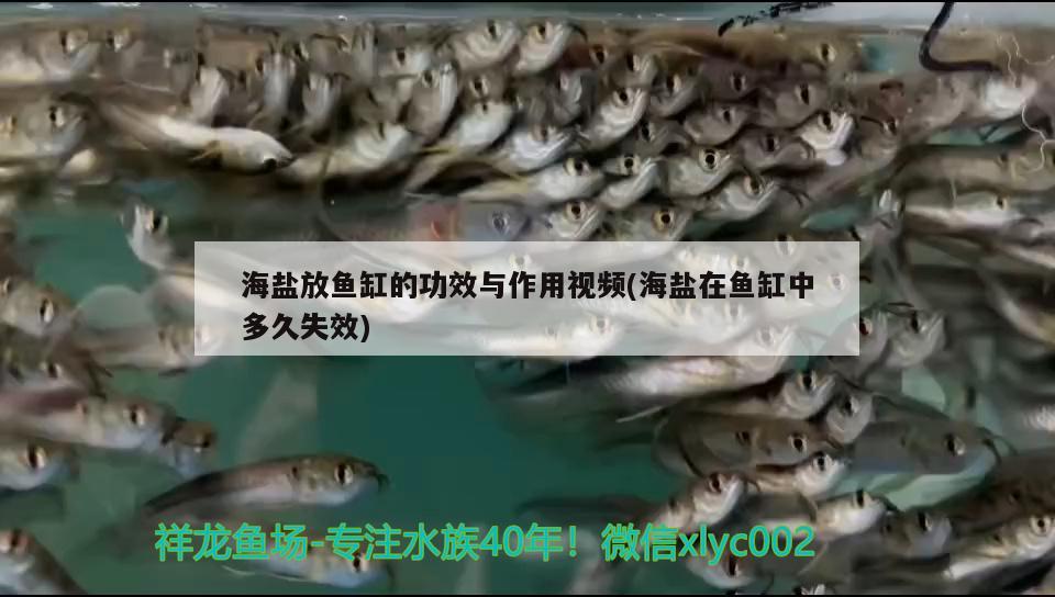 海盐放鱼缸的功效与作用视频(海盐在鱼缸中多久失效) 广州观赏鱼鱼苗批发市场