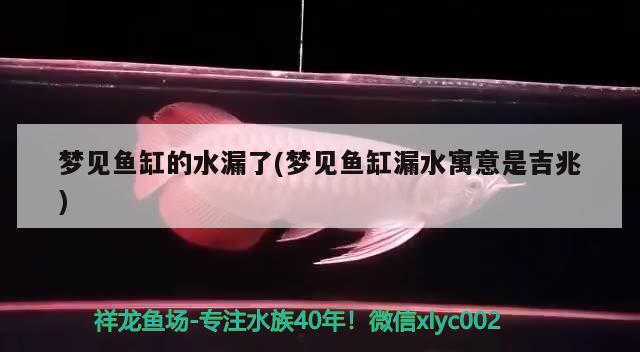 梦见鱼缸的水漏了(梦见鱼缸漏水寓意是吉兆) 观赏鱼水族批发市场