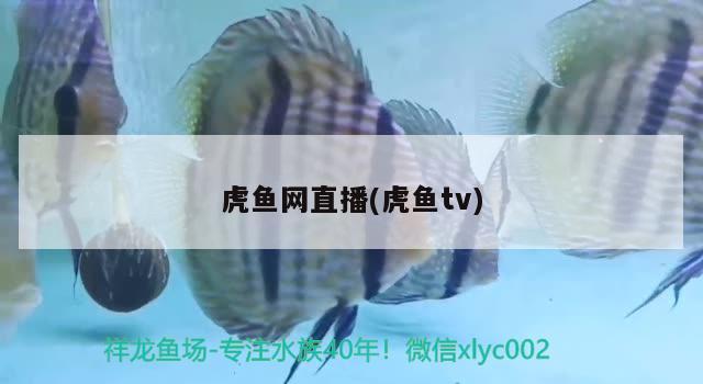 虎鱼网直播(虎鱼tv)