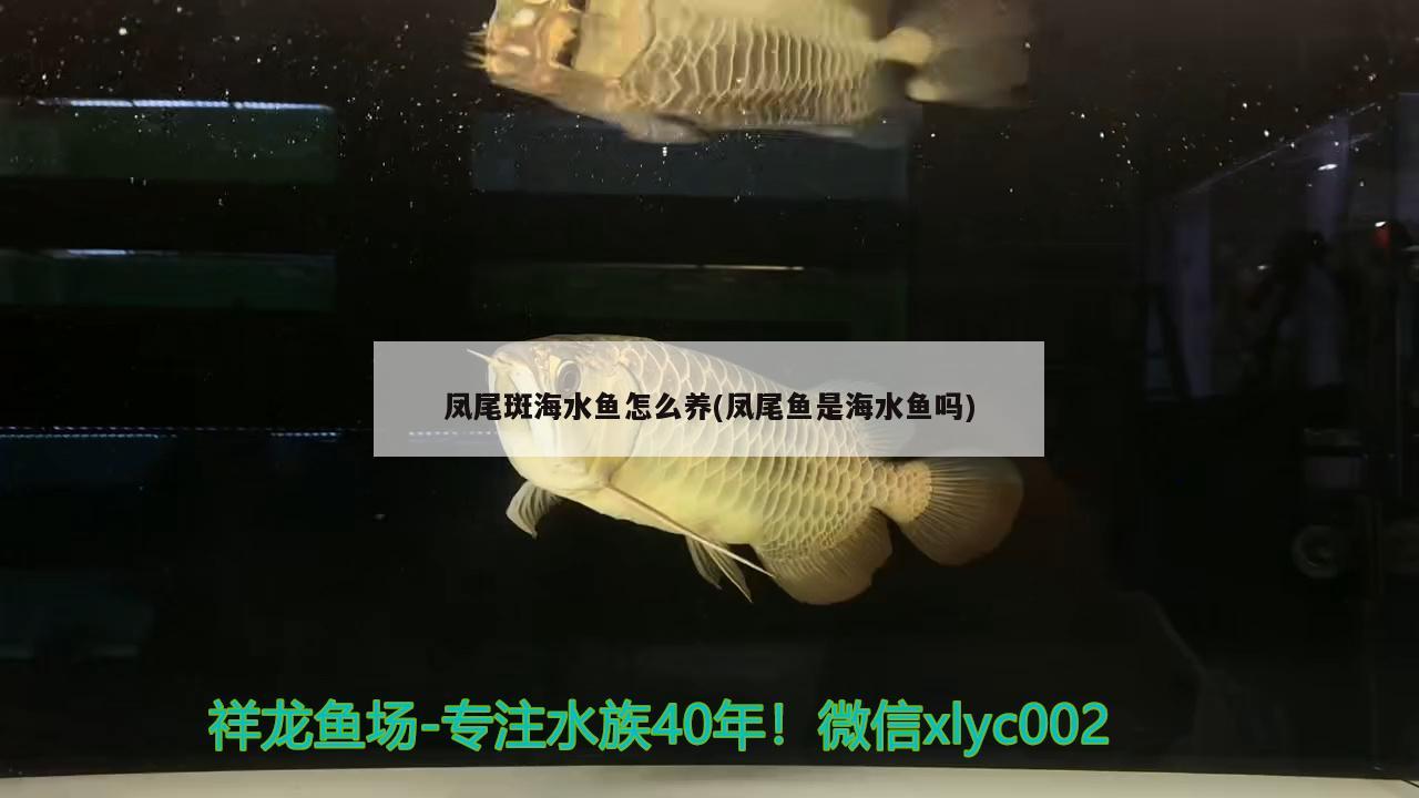 凤尾斑海水鱼怎么养(凤尾鱼是海水鱼吗) 海水鱼