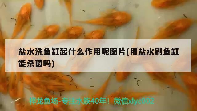 盐水洗鱼缸起什么作用呢图片(用盐水刷鱼缸能杀菌吗)