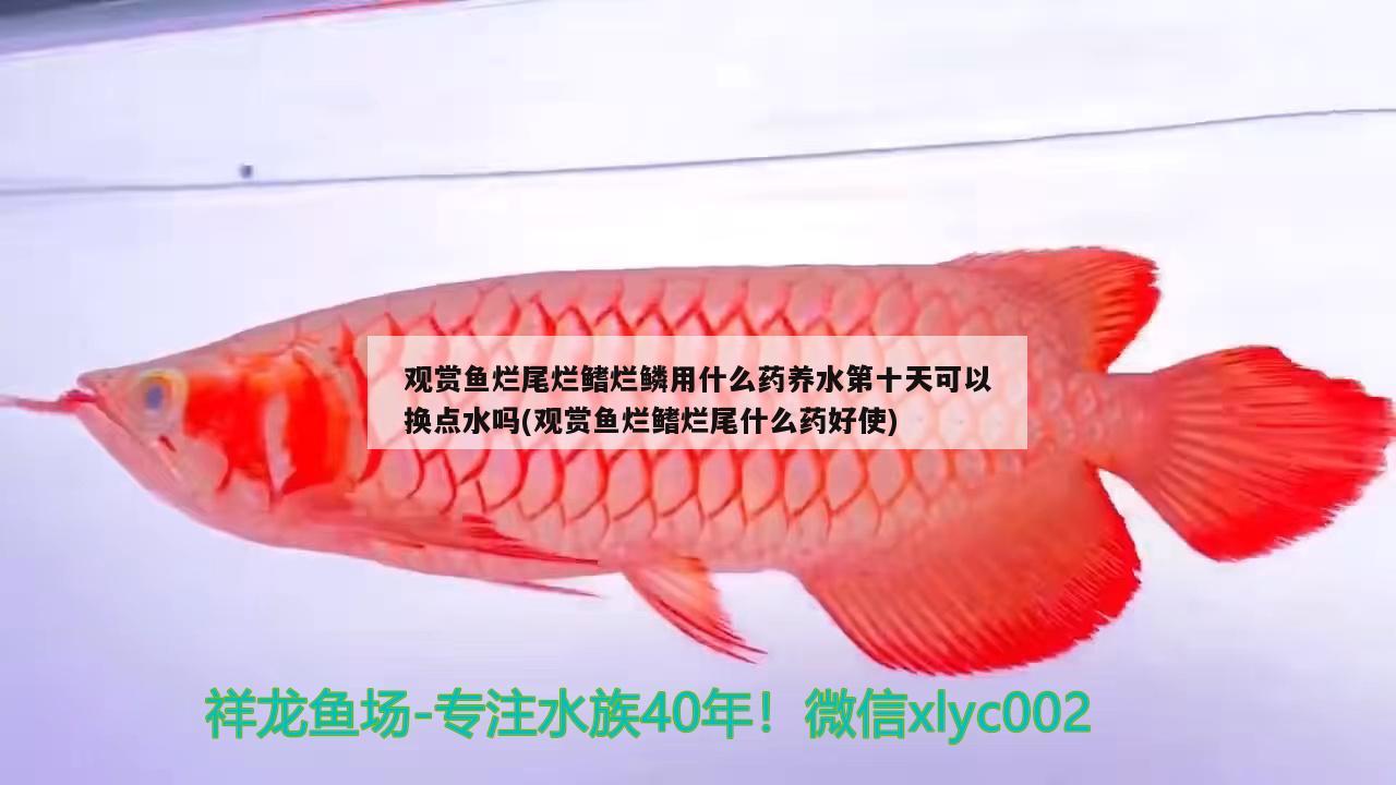 观赏鱼烂尾烂鳍烂鳞用什么药养水第十天可以换点水吗(观赏鱼烂鳍烂尾什么药好使) 观赏鱼