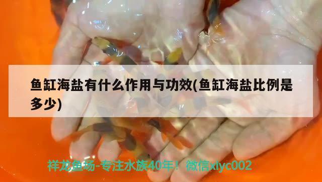 鱼缸海盐有什么作用与功效(鱼缸海盐比例是多少) 祥禾Super Red红龙鱼