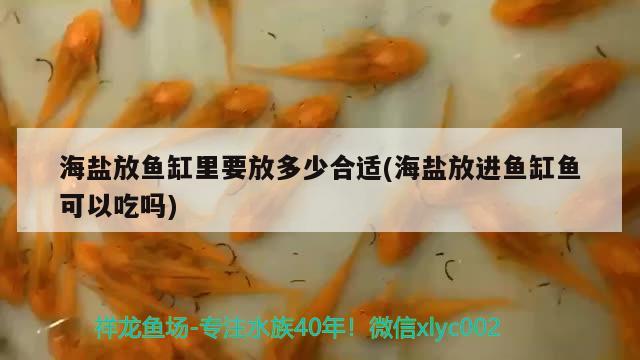 海盐放鱼缸里要放多少合适(海盐放进鱼缸鱼可以吃吗) 黄金招财猫鱼