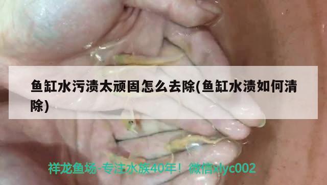 鱼缸水污渍太顽固怎么去除(鱼缸水渍如何清除) 申古三间鱼