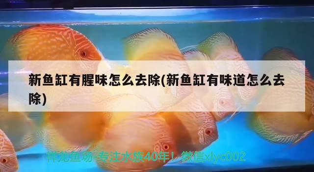 新鱼缸有腥味怎么去除(新鱼缸有味道怎么去除) 祥龙传奇品牌鱼缸