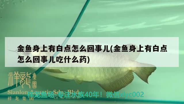 金鱼身上有白点怎么回事儿(金鱼身上有白点怎么回事儿吃什么药) 观赏鱼