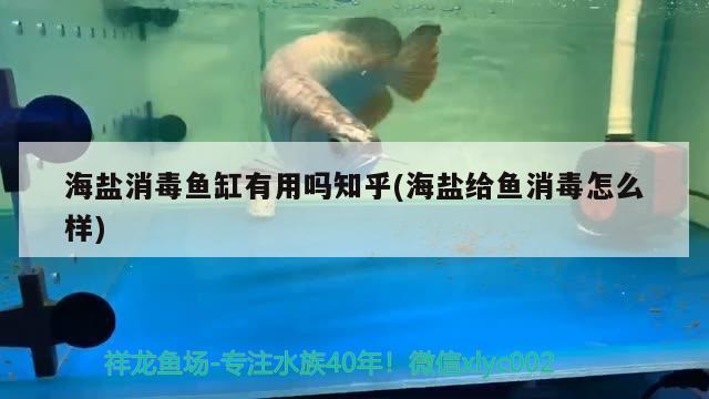 海盐消毒鱼缸有用吗知乎(海盐给鱼消毒怎么样) 蓝底过背金龙鱼