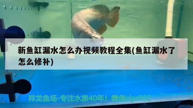 新鱼缸漏水怎么办视频教程全集(鱼缸漏水了怎么修补)