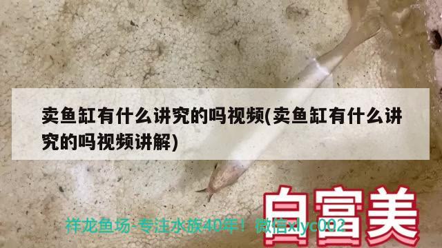 卖鱼缸有什么讲究的吗视频(卖鱼缸有什么讲究的吗视频讲解)