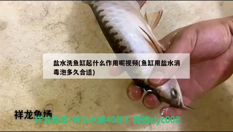 盐水洗鱼缸起什么作用呢视频(鱼缸用盐水消毒泡多久合适) 祥龙蓝珀金龙鱼