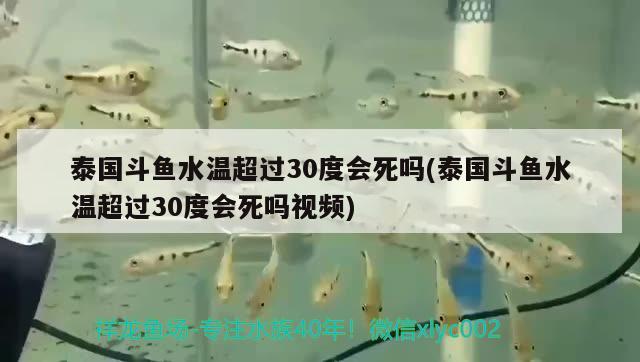 泰国斗鱼水温超过30度会死吗(泰国斗鱼水温超过30度会死吗视频) 泰国斗鱼 第2张