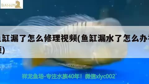 鱼缸漏了怎么修理视频(鱼缸漏水了怎么办视频)