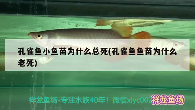 孔雀鱼小鱼苗为什么总死(孔雀鱼鱼苗为什么老死)