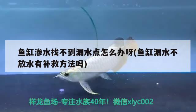 鱼缸渗水找不到漏水点怎么办呀(鱼缸漏水不放水有补救方法吗)