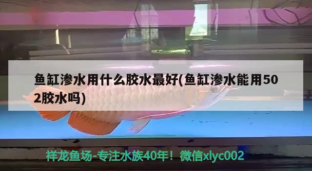 鱼缸渗水用什么胶水最好(鱼缸渗水能用502胶水吗) 野生埃及神仙鱼