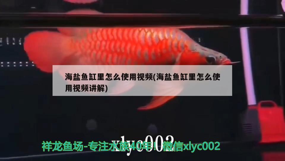海盐鱼缸里怎么使用视频(海盐鱼缸里怎么使用视频讲解) 红龙福龙鱼