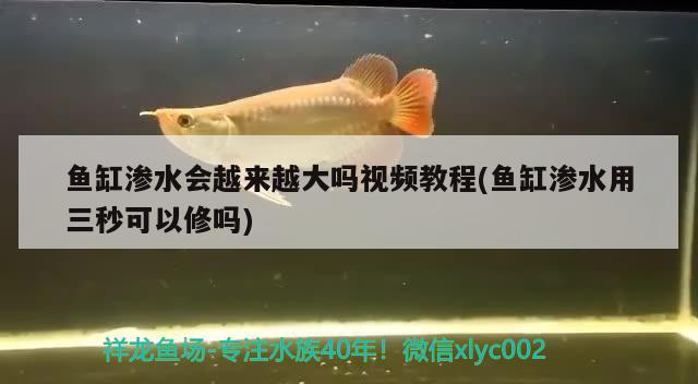 鱼缸渗水会越来越大吗视频教程(鱼缸渗水用三秒可以修吗) 森森鱼缸