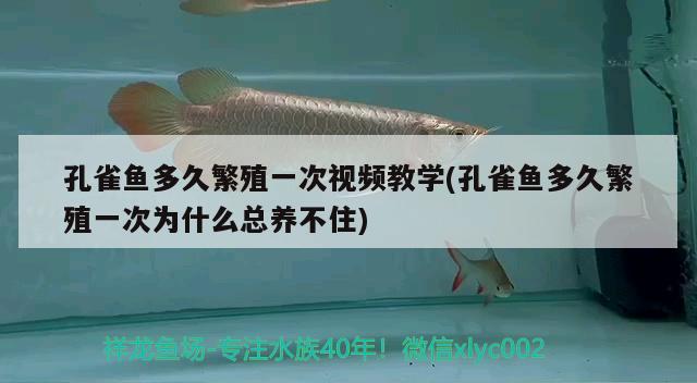 孔雀鱼多久繁殖一次视频教学(孔雀鱼多久繁殖一次为什么总养不住) 观赏鱼 第2张