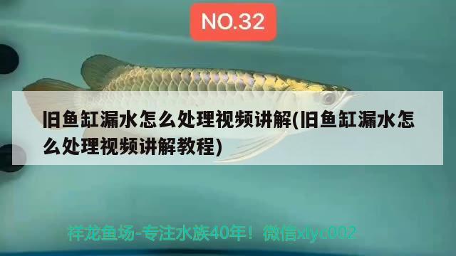 旧鱼缸漏水怎么处理视频讲解(旧鱼缸漏水怎么处理视频讲解教程) 鹦鹉鱼