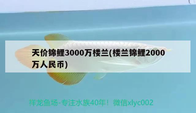 天价锦鲤3000万楼兰(楼兰锦鲤2000万人民币)