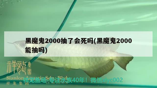 黑魔鬼2000抽了会死吗(黑魔鬼2000能抽吗) 观赏鱼