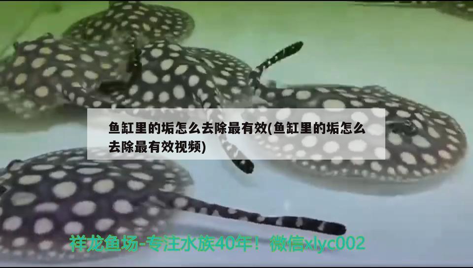 鱼缸里的垢怎么去除最有效(鱼缸里的垢怎么去除最有效视频) 广州祥龙国际水族贸易