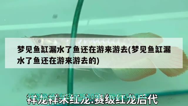 梦见鱼缸漏水了鱼还在游来游去(梦见鱼缸漏水了鱼还在游来游去的) 萨伊蓝鱼