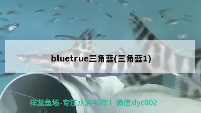 bluetrue三角蓝(三角蓝1)